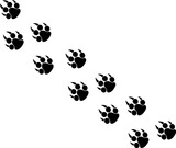 Fototapeta Konie - Footprints or steps of a big cat. Panther or tiger vector  traces