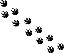 Footprints Or Steps Of A Big Cat. Panther Or Tiger Vector  Traces