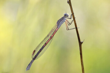 A dragonfly (Coenagrionidae) sits on a dry grass stalk. Transparent wings with a strict pattern are folded along the body. Dragonflies hunt insects and other invertebrates.