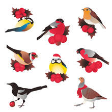 Winter Birds Vector Stickers Set, Christmas Lettering