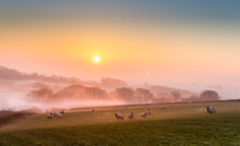 Misty Sunset Over North Devon Countryside And A Flock Of Sheep