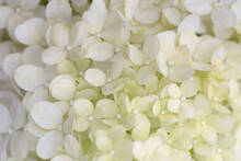 Close Up Of White Hydrangea Flowers As Background. White Hydrangea Flowers.
