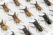 Big collection of beetles with description on the white background. Entomology insect assemblage and taxidermy.