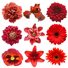 Collection Red Flowers Head Of Iris, Pansy, Lily, Peony, Clematis, Dahlia, Daisy, Lily, Gerbera, Chrysanthemum Isolated On White Background. Flat Lay, Top View
