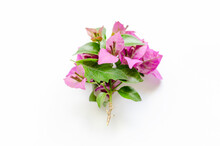 Pink Bougainvillaea Flowers And Leafes Flat Lay On White Background.