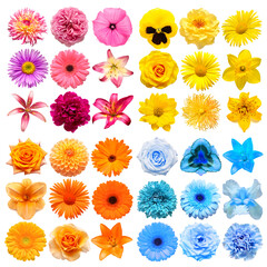 Wall Mural - Big collection of various head flowers yellow, blue, orange and pink isolated on white background. Perfectly retouched, full depth of field on the photo. Top view, flat lay