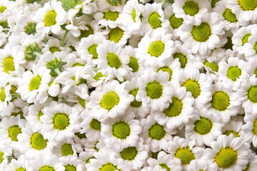 chrysanthemum santini Madiba Lindi White