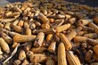 yellow Maize or Corn Ear rot, damage by fungi closeup