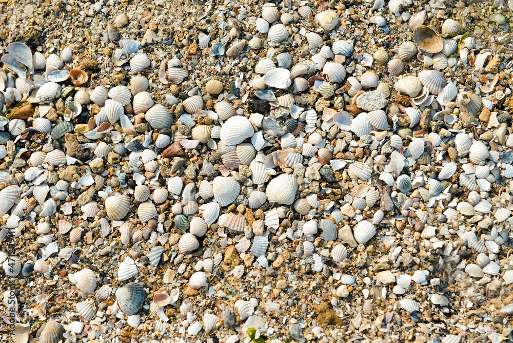 Many sea shells on beach, top view