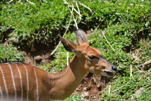 Tragelaphus Spekii, The Sitatunga Or Marshbuck Is A Swamp Dwelling Antelope And Placed Under The Genus Tragelaphus, In The Family Bovidae
