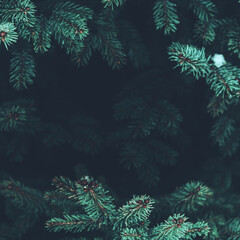 Beautiful Christmas Background with green pine tree brunch close up. Copy space, trendy moody dark toned design for seasonal quotes. Vintage December wallpaper. Natural winter holiday forest backdrop