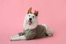 Cute Dog In Sweater On Color Background