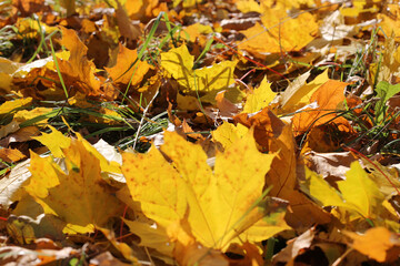 Wall Mural - beautiful autumn background from golden maple leaves
