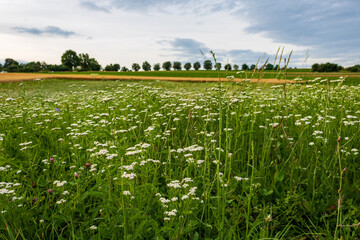 Wall Mural - Field of Achillea millefolium, also known as common yarrow in green rural landscape in Bad Friedirichshall, Germany in summer, close up