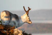Close-up Of A Young Domestic Reindeer On The Hillside During Morning Sunrise At Ruka, Northern Finland, Europe