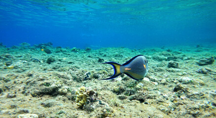 Poster - Underwater background