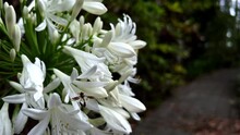 Slow Motion Of White Agapanthus Flowers In The Botanical Garden.