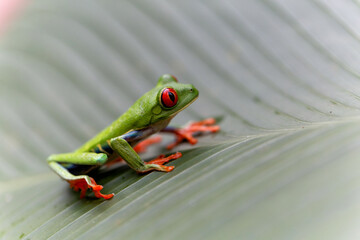 Wall Mural - Red eyed tree frog (Agalychnis callidryas) between the leaves of a green plant in Tortuguero National Park in Costa Rica
