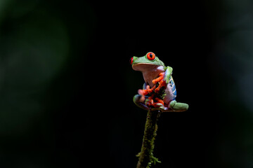 Wall Mural - Red eyed tree frog (Agalychnis callidryas) sitting on a branch near Sarapiqui in Costa Rica.