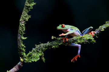 Wall Mural - Red eyed tree frog (Agalychnis callidryas) sitting on a branch near Sarapiqui in Costa Rica.