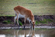 Kafue Lechwe grazing by a water hole