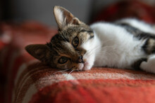 Domestic Cat Lying On A Red Blanket. Playful Cat Looking Forward.