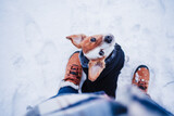 Fototapeta Łazienka - top view of cute jack russell dog wearing coat standing by owner legs on snowy landscape during winter, hiking and adventure with pets concept