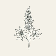 Hand Drawn Lupin Flower Illustration