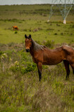 Fototapeta Konie - horse in the field