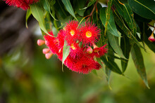 Red Gum Flowers With Gum Leaves And Blurred Green Background