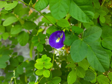Flower Of Clitoria Ternatea, Also Known As Asian Pigeonwings, Bluebellvine, Blue Pea, Butterfly Pea, Cordofan Pea Or Darwin Pea. Blooming On The Garden