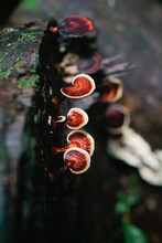 Brown Fungi Growing On A Tree Log