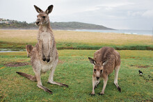 Two Kangaroos Near A Beach