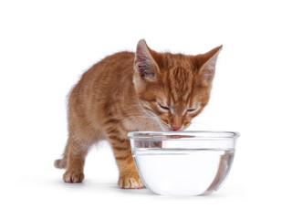 Cute little red house cat drinking from glass bowl filled with water. Eyes closed. Isolated on white background.