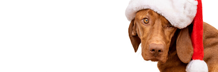 Wall Mural - Dog Christmas Banner with copy space. Vizsla wearing red Santa hat studio portrait on white background.