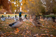 colonie de canards dans un parc