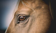 portrait of a sad palomino horse