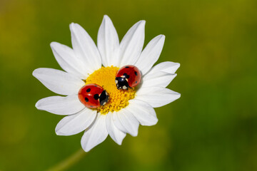 Wall Mural - Two ladybirds, Coccinella septempunctata on a daisy.