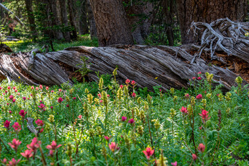 Wall Mural - flowers in the garden