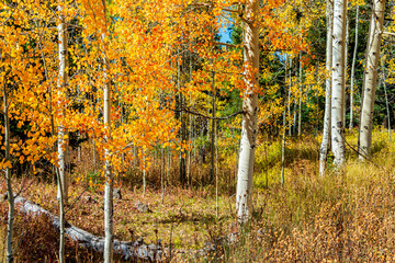 Wall Mural - autumn in the park