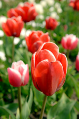 Wall Mural - red tulips in the garden