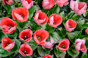 Wall Mural - pink tulips in the garden