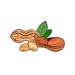 colorful Nuts illustration, Peanut with leaves isolated, hand drawn illustration.