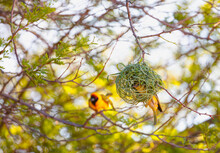Southern Yellow Masked Weaver, Making A Nest During Breeding Season In Namibia