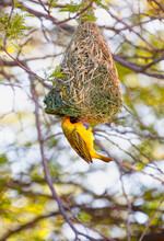 Southern Yellow Masked Weaver, Making A Nest During Breeding Season In Namibia