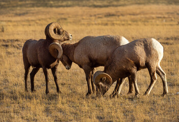 Poster - Big Horn Ram's during the rut