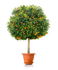 small orange tree plant in pot