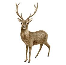Watercolor Deer Illustration. Hand Painted Realistic Buck With Antlers, Male Deer Sketch. Woodland Animal Drawing Isolated On White Background. Brown Reindeer, Forest Mammal.