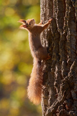 Wall Mural - Eurasian red squirrel on a tree (Sciurus vulgaris)