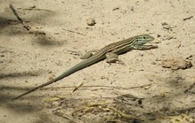 Striped Whiptail Lizard On Hard Sandy Desert Ground Looking Toward Camera